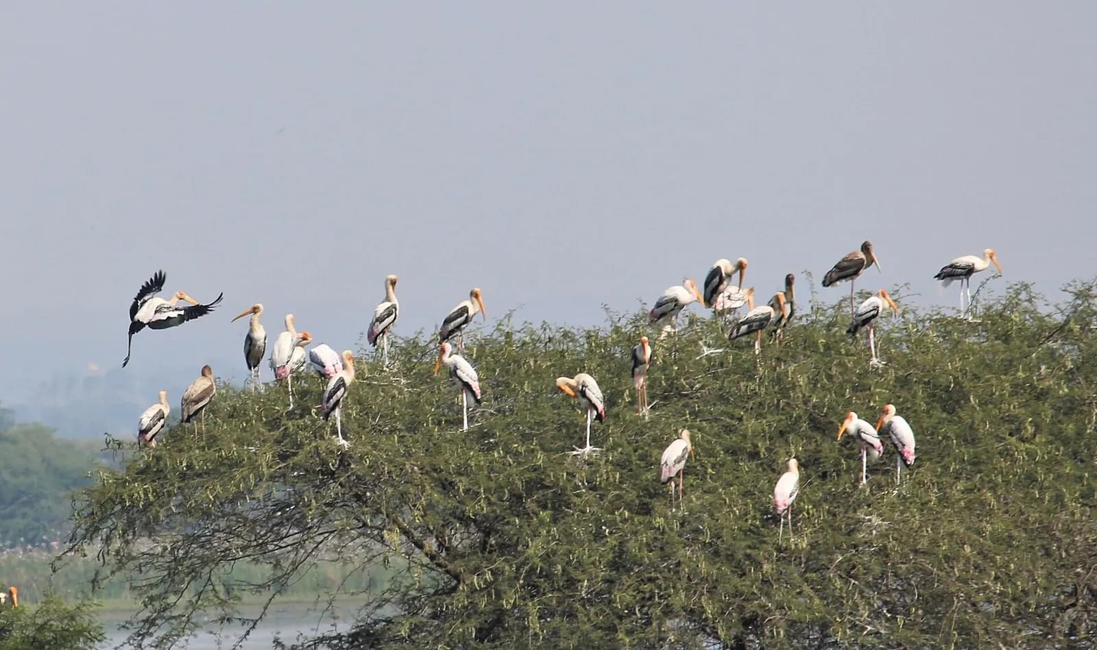 Painted storks at Nandur Madhmeshwar bird sanctuary