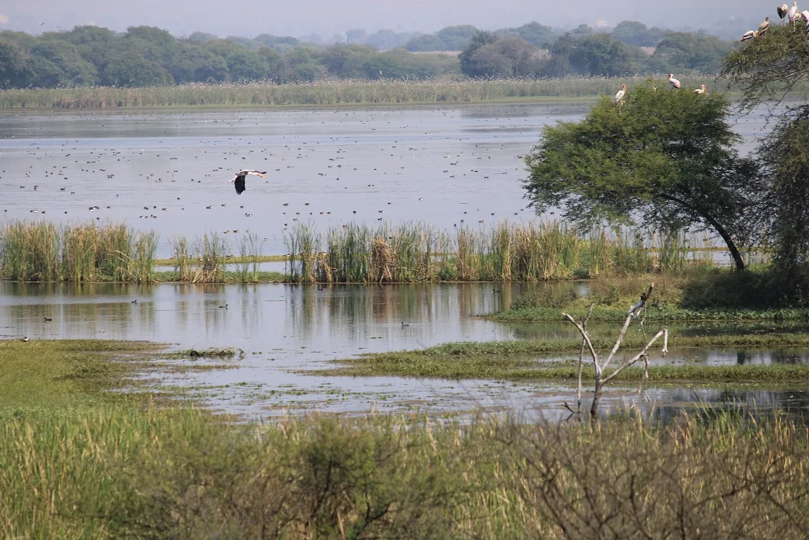 The wetland at Nandur Madhmeshwar