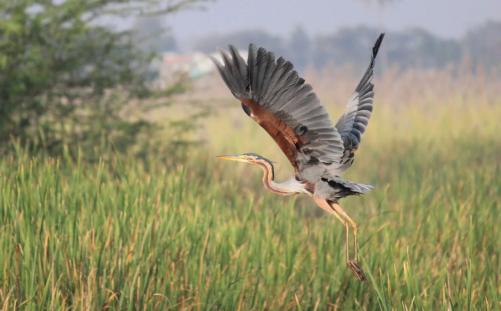 A purple heron taking flight
